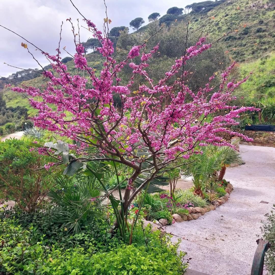 Villetta Dei Fichi D'India Rio nell'Elba ภายนอก รูปภาพ